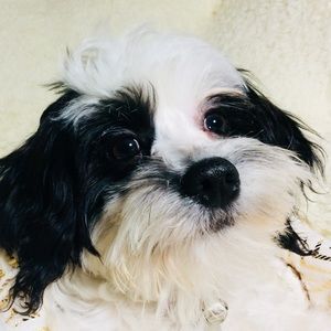 Meet your Posher, Kali